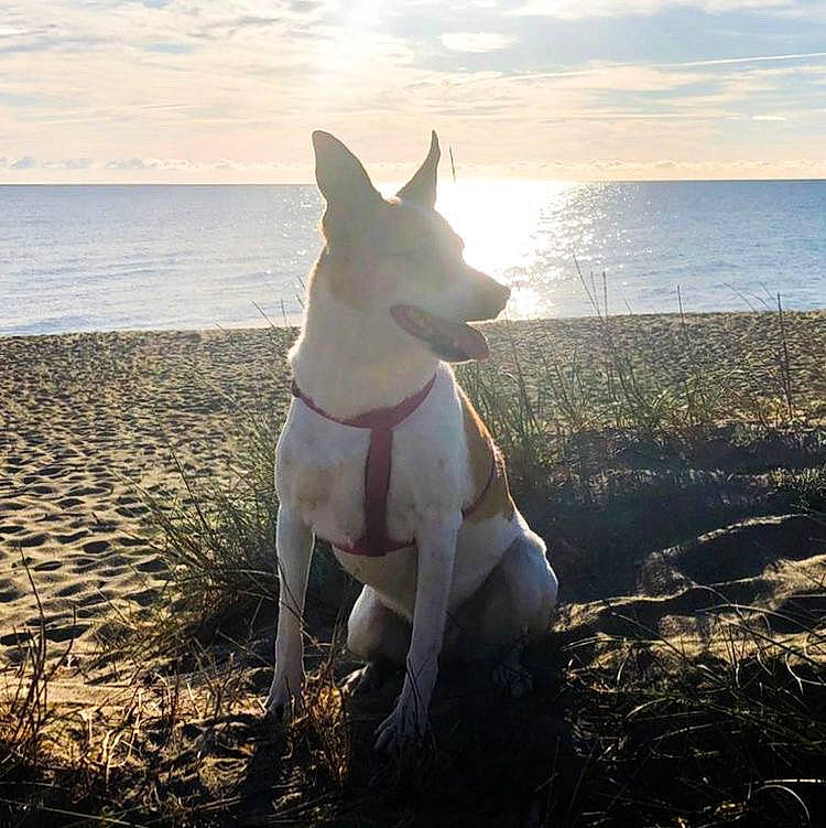 Maya participe au concours pour gagner de l'argent avec cette photo : beach, canidae, carnivore, cloud, companion_dog, dog, dog_breed, fawn, grass, happy, horizon, lake, morning, sky, sporting_group, sunlight, tail, vertebrate, water, working_animal