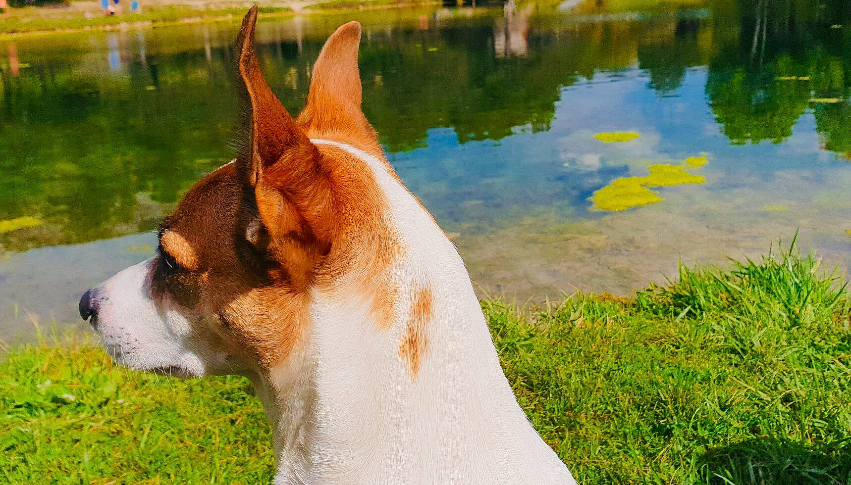Maya participe au concours pour gagner de l'argent avec cette photo : canidae, carnivore, collar, companion_dog, dog, dog_breed, fawn, grass, hound, lake, plant, snout, sporting_group, tail, terrestrial_animal, terrier, water, whiskers, wildlife, working_animal