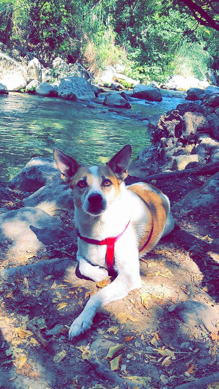 Maya a rejoint le concours — aidez-le/la à gagner de superbes lots ! adventure, canidae, carnivore, companion_dog, dog, dog_breed, fawn, forest, landscape, plant, rock, snout, sporting_group, tail, terrier, tree, walking, water, wood, working_animal