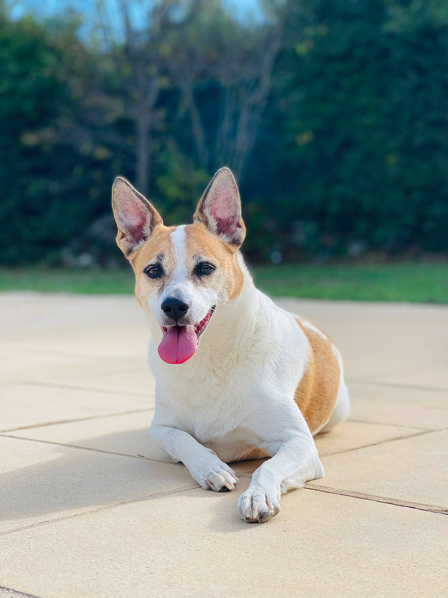 Maya participe au concours pour gagner de l'argent avec cette photo : canidae, carnivore, collar, companion_dog, dog, dog_breed, dog_collar, dog_supply, fawn, paw, pet_supply, road_surface, snout, sporting_group, tail, terrestrial_animal, terrier, tree, whiskers, working_animal