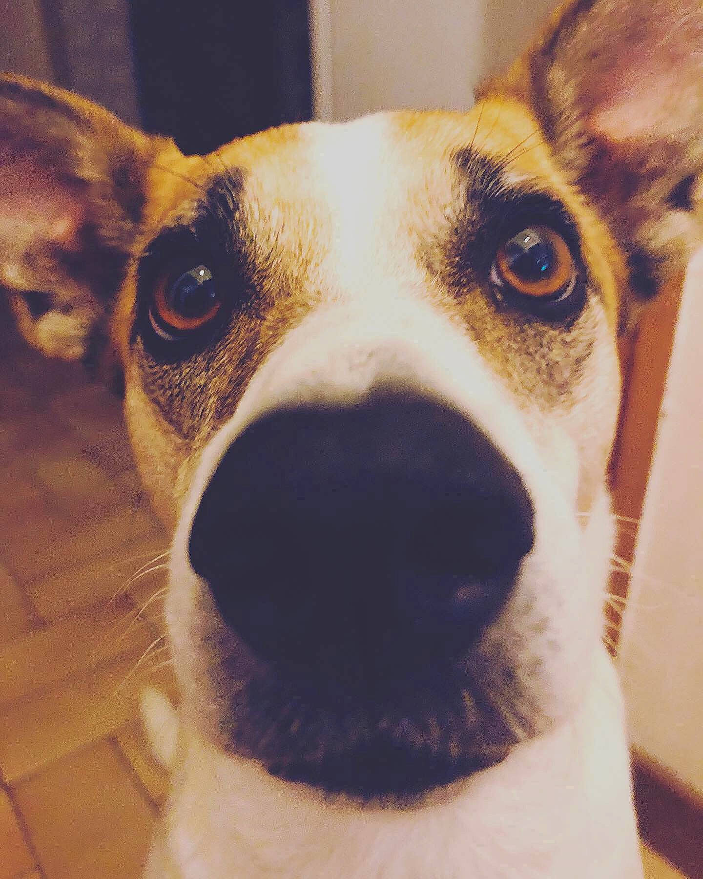 Maya a rejoint le concours — aidez-le/la à gagner de superbes lots ! ancient_dog_breeds, canidae, carnivore, collar, companion_dog, dog, dog_breed, dog_collar, ear, eye, fawn, fur, head, non_sporting_group, selfie, snout, sporting_group, street_dog, whiskers, working_animal