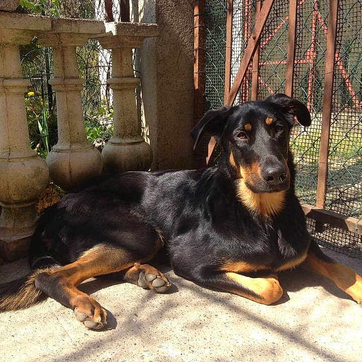 Nala