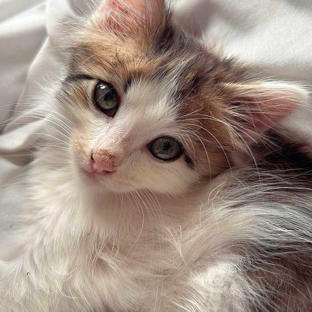 Vanille participe au concours pour gagner de l'argent avec cette photo : abyssinian, angora, animal, blanket, cat, kitten, manx, pet, quilt, snout, white