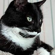 Pirate participe au concours pour gagner de l'argent avec cette photo : animal, black_and_white, cat, close_up, cute, domestic_cat, feline, fur, green_eyes, indoor, paws, pet, portrait, relaxed, resting, side_view, soft_blanket, striped_background, tuxedo_cat, whiskers