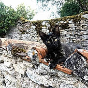 Mimie participe au concours pour gagner de l'argent avec cette photo : animal, architecture, bird, building, cat, city, house, housing, kitten, outdoors, pet, plant, rock, roof, shelter, slate, stonewall, tree, vegetation, wall