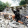 animal, architecture, bird, building, cat, city, house, housing, kitten, outdoors, pet, plant, rock, roof, shelter, slate, stonewall, tree, vegetation, wall