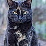 Mimie participe au concours pour gagner de l'argent avec cette photo : abyssinian, angora, animal, bird, blackbird, blackcat, brasssection, cat, egyptiancat, horn, kitten, manx, musicalinstrument, pet