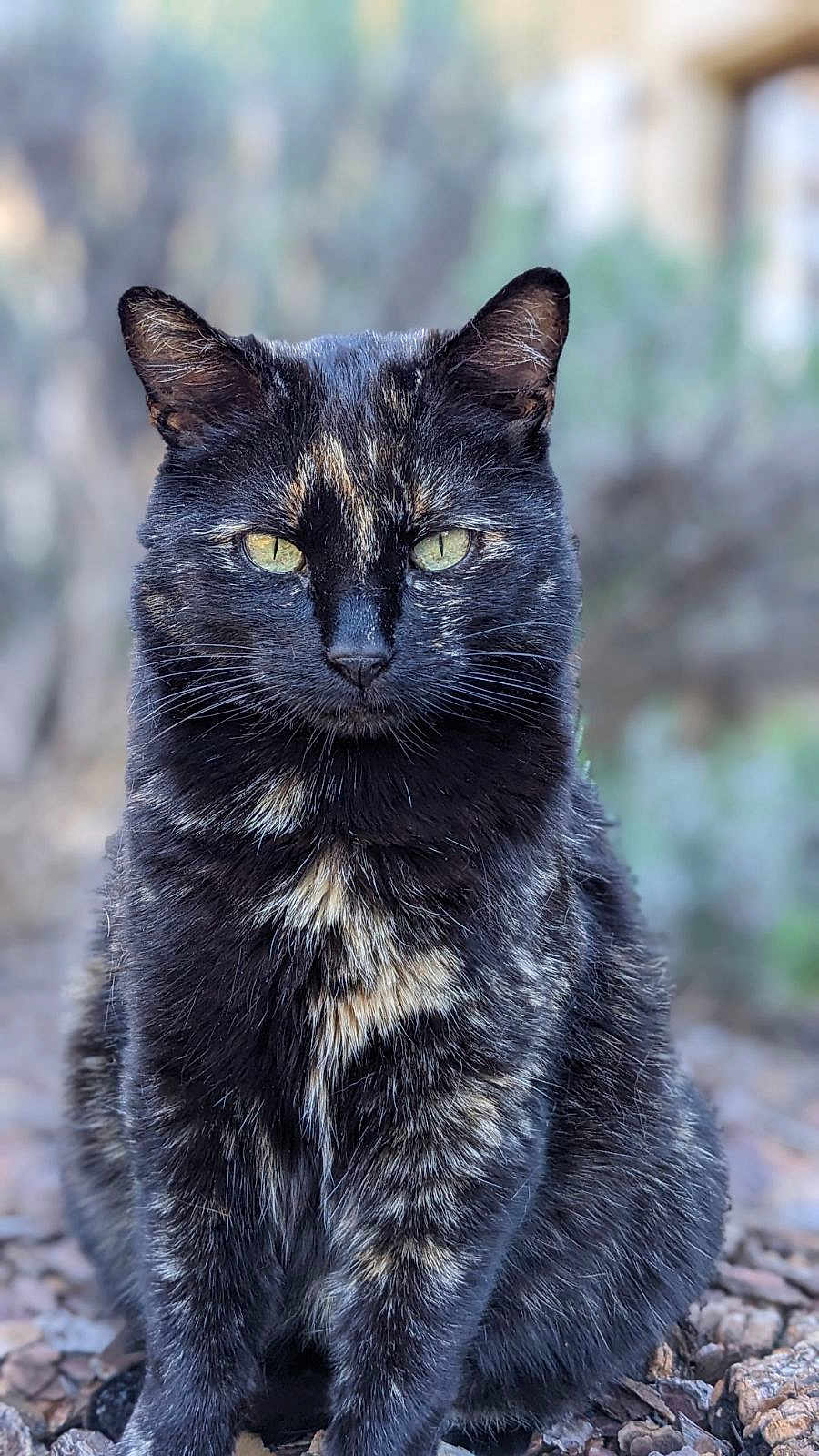 Mimie