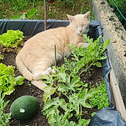 Marley a rejoint le concours — aidez-le/la à gagner de superbes lots ! cat, cute, fence, flora, garden, greenery, leafy, lettuce, nature, orange_cat, outdoor, peaceful, plants, raised_bed, resting, sleeping, soil, summer, vegetables, watermelon