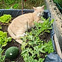 cat, cute, fence, flora, garden, greenery, leafy, lettuce, nature, orange_cat, outdoor, peaceful, plants, raised_bed, resting, sleeping, soil, summer, vegetables, watermelon