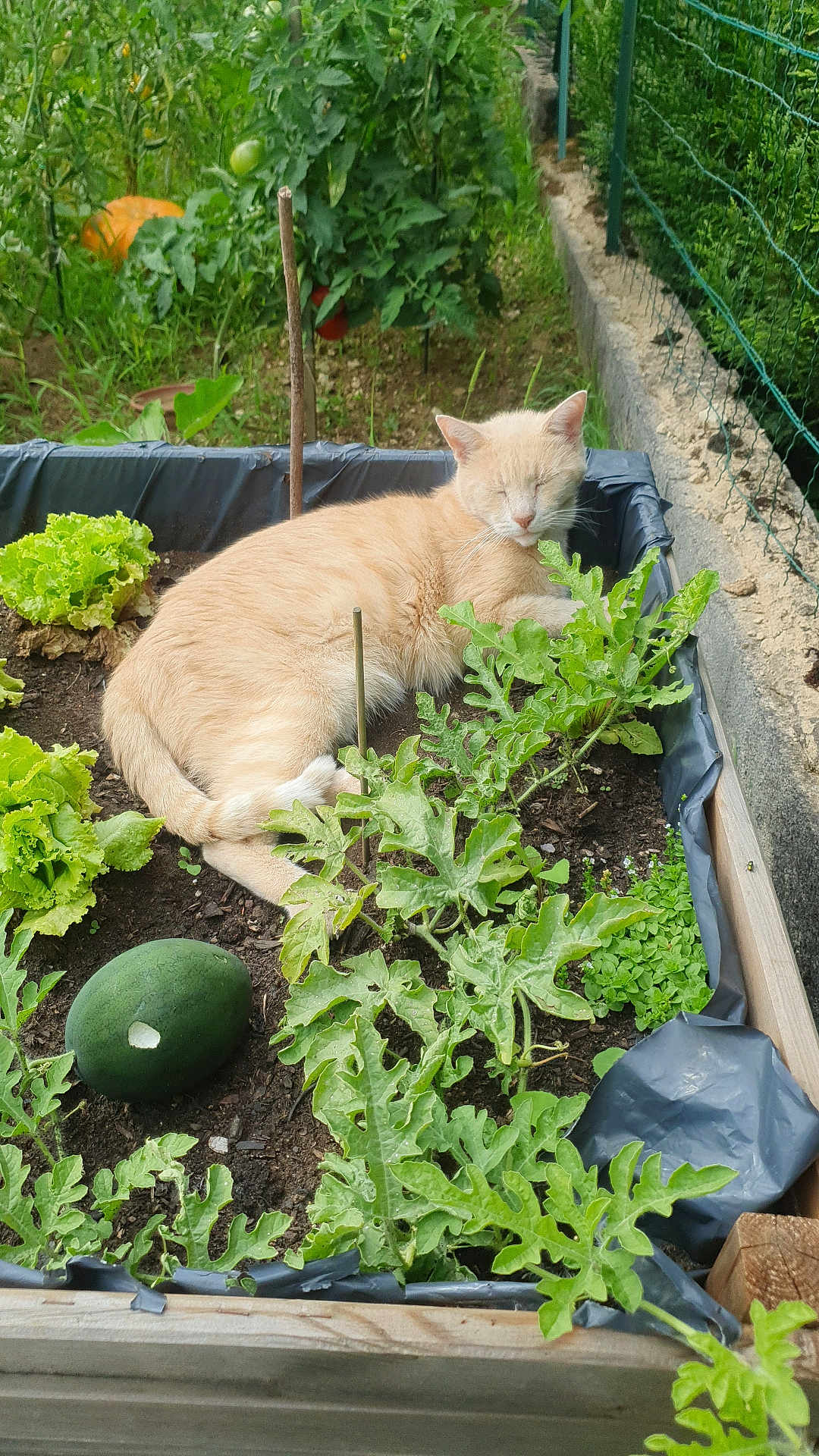 Marley