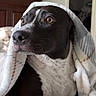 Ash joined the competition — help win amazing prizes! dog, pet, portrait, close_up, blanket, burrito_dog, black_and_white, short_hair, brown_eyes, wide_eyed, floppy_ears, nose, muzzle, white_chest, indoor, bedroom, bed, cozy, cute, funny