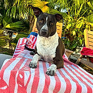 Ash is registered to the contest to win money with this photo: dog, pet, animal, portrait, sitting, outdoors, tropical, palm_trees, garden, chair, towel, striped_towel, black_and_white, white_chest, floppy_ears, brown_eyes, front_view, sunlight, relaxed, photography