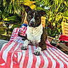 dog, pet, animal, portrait, sitting, outdoors, tropical, palm_trees, garden, chair, towel, striped_towel, black_and_white, white_chest, floppy_ears, brown_eyes, front_view, sunlight, relaxed, photography