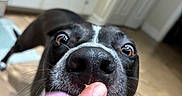 Ash is registered to the contest to win money with this photo: dog, black_dog, pet, animal, close_up, face, snout, nose, tongue, pink_tongue, whiskers, brown_eyes, surprised, funny, playful, indoor, kitchen, cabinets, floor, human_hand