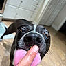dog, black_dog, pet, animal, close_up, face, snout, nose, tongue, pink_tongue, whiskers, brown_eyes, surprised, funny, playful, indoor, kitchen, cabinets, floor, human_hand