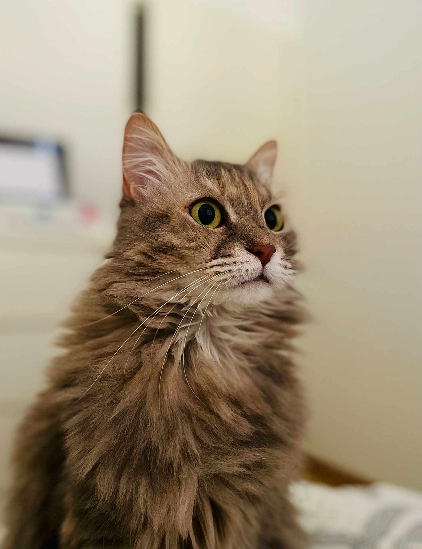 Lolita