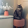 Lolita participe au concours pour gagner de l'argent avec cette photo : animal, barstool, canine, cat, cushion, furniture, homedecor, lamp, ottoman, pet