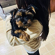 Charlie joined the competition — help win amazing prizes! arm, black_fur, brown_fur, close_up, coat, cute, dog, eyes, hair, holding, home, indoor, nose, person, pet, portrait, puppy, small_dog, sock, tile_floor