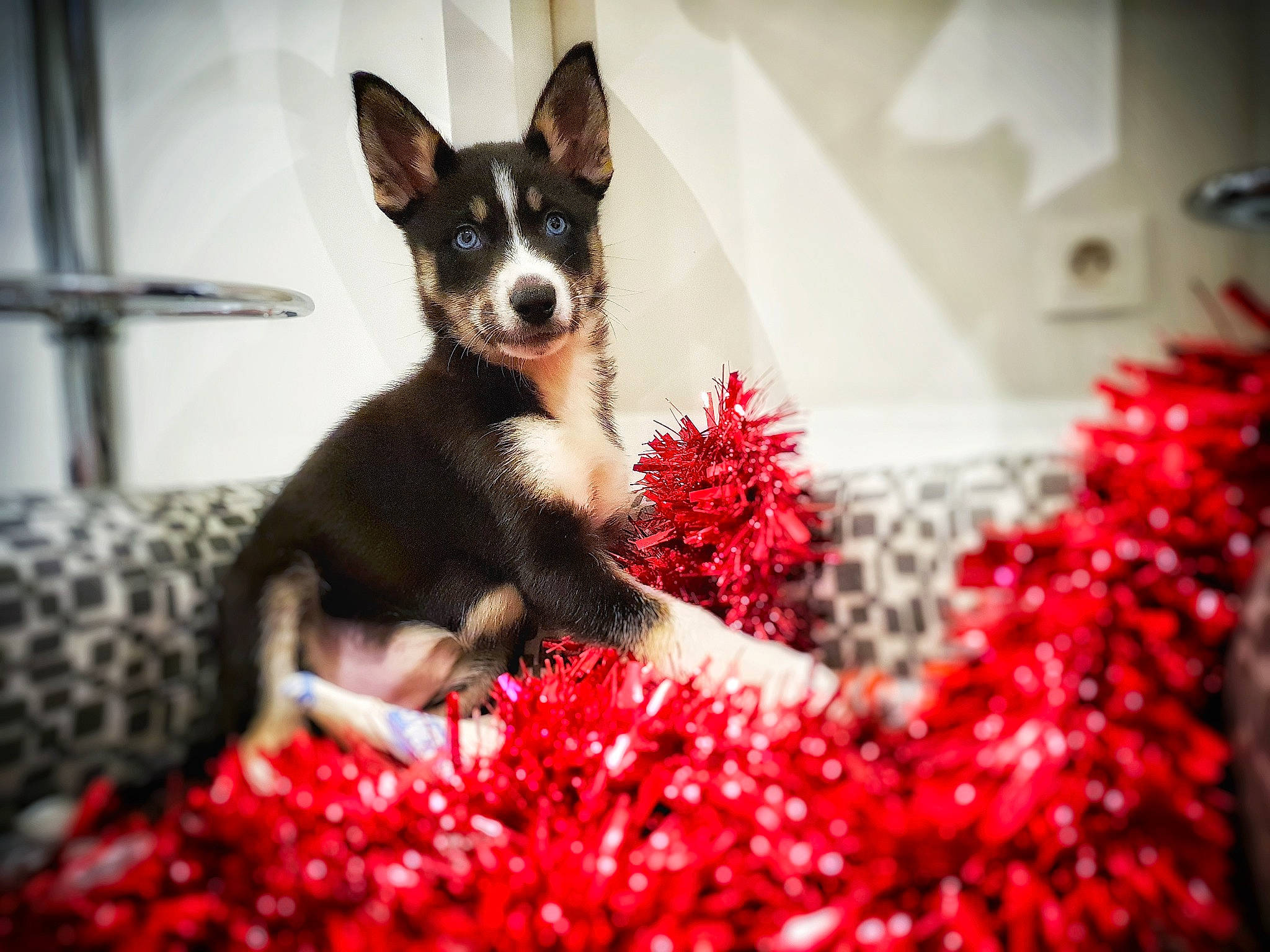 Mia a rejoint le concours — aidez-le/la à gagner de superbes lots ! canidae, carmine, carnivore, chihuahua, companion_dog, dog, dog_breed, dog_supply, event, fawn, flower, flowering_plant, fur, petal, plant, snout, sporting_group, toy_dog, whiskers, working_animal