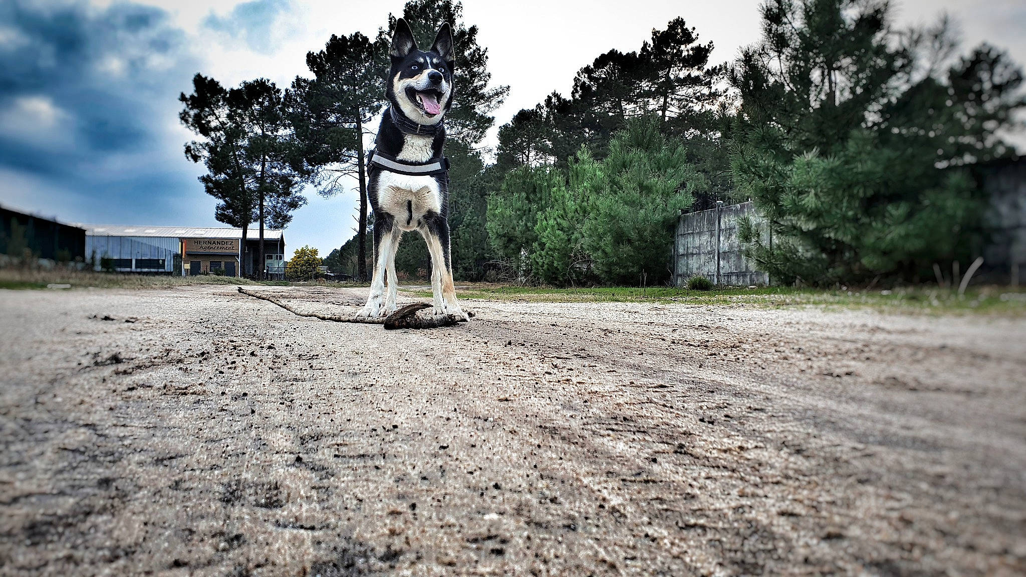 Mia participe au concours pour gagner de l'argent avec cette photo : asphalt, carnivore, cloud, companion_dog, dog, dog_breed, grass, human_leg, landscape, leg, leisure, plant, recreation, road, road_surface, sky, sunlight, tree, wood, woody_plant