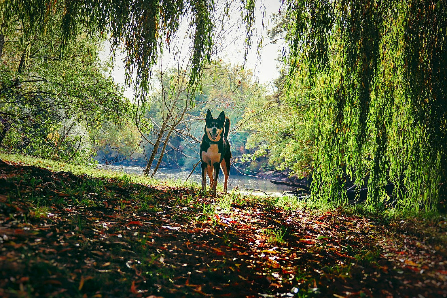 Mia a rejoint le concours — aidez-le/la à gagner de superbes lots ! branch, deciduous, dog, fawn, forest, grass, horse, landscape, natural_landscape, people_in_nature, plant, shrub, sunlight, tints_and_shades, tree, trunk, vegetation, wood, woody_plant, working_animal