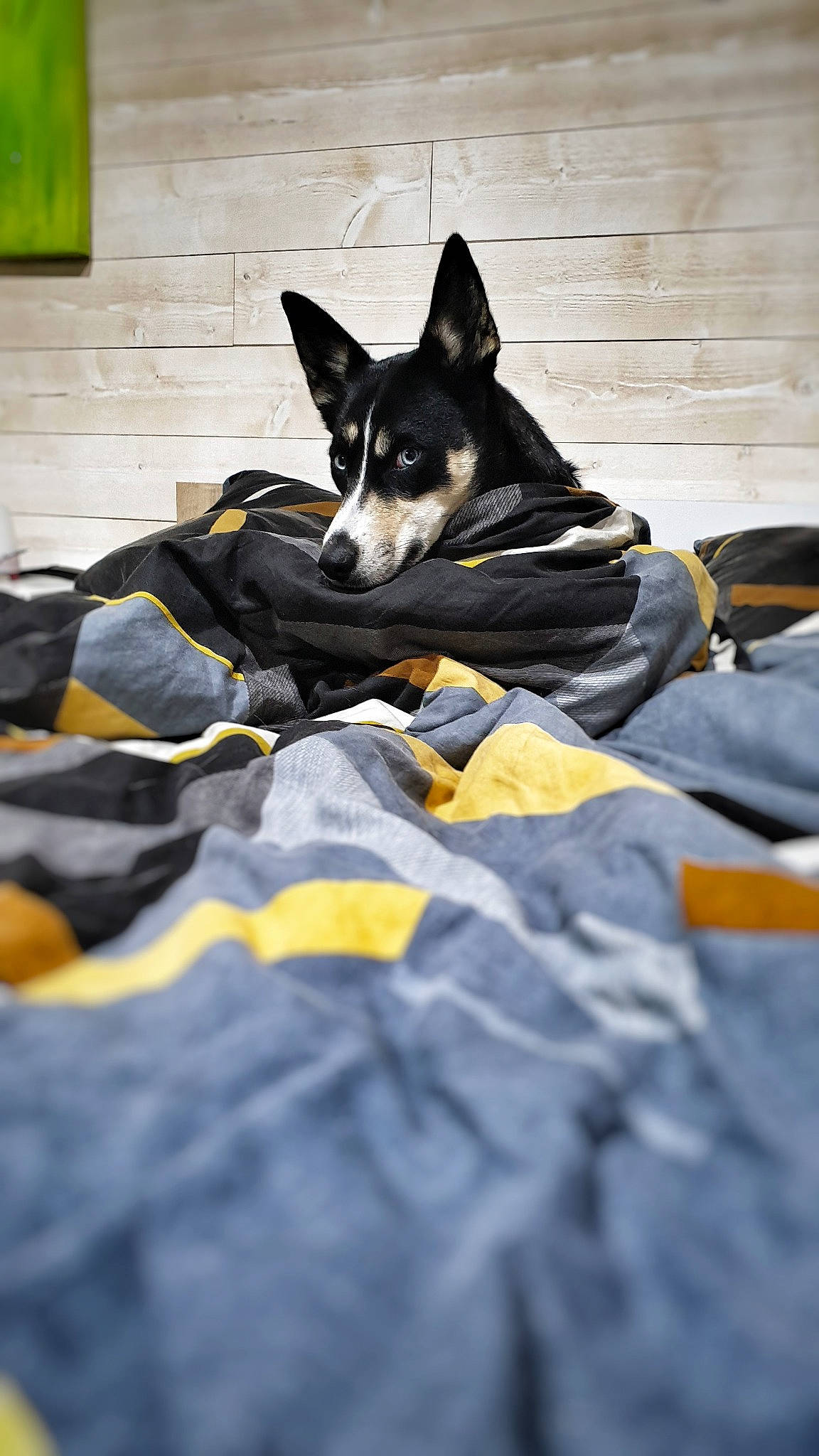 Mia participe au concours pour gagner de l'argent avec cette photo : canidae, carmine, carnivore, comfort, companion_dog, dog, dog_breed, dog_supply, electric_blue, fur, guard_dog, herding_dog, linens, paw, prazsky_krysarik, puppy, sporting_group, toy_dog, whiskers, working_dog