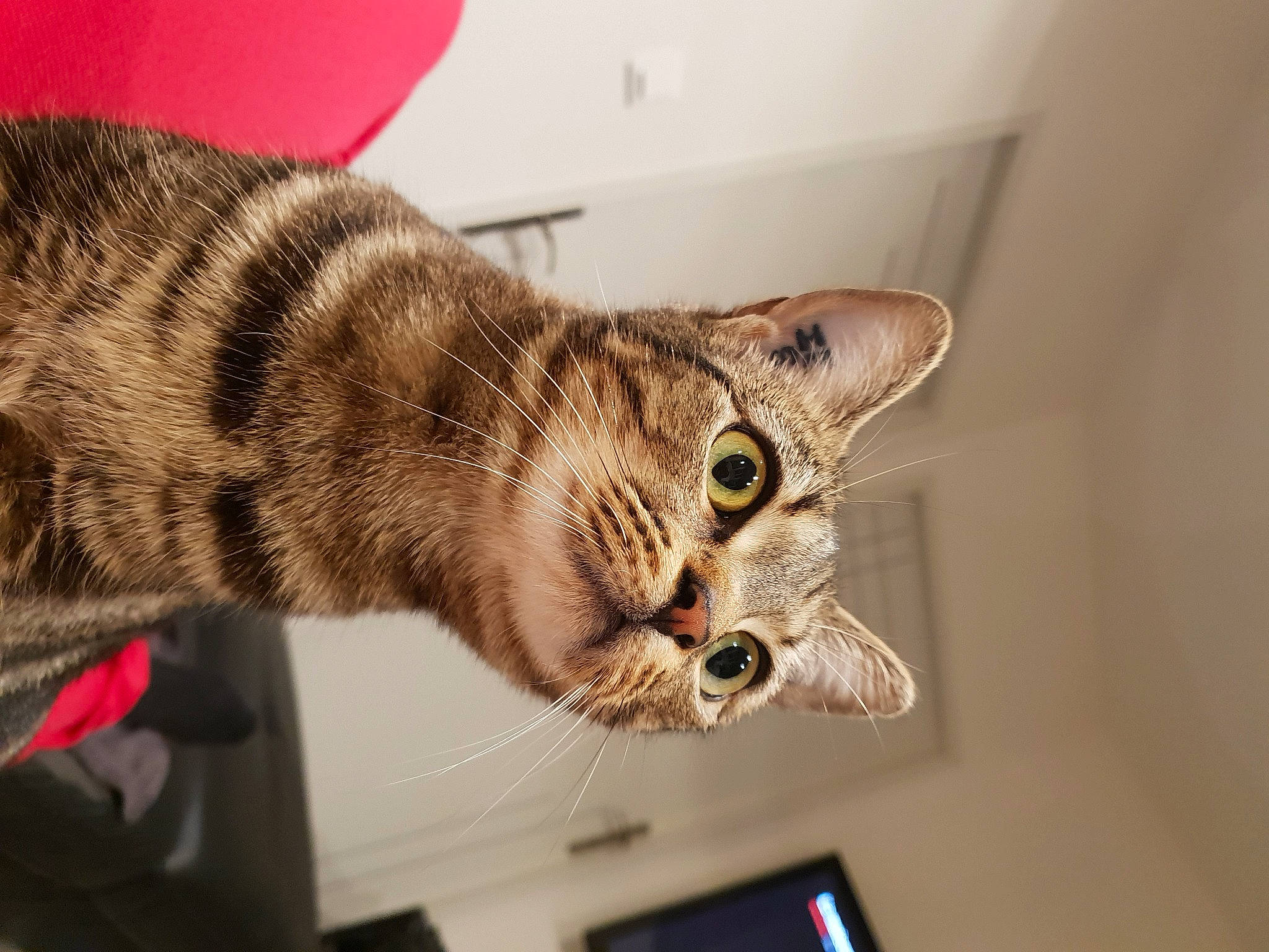 Nalha participe au concours pour gagner de l'argent avec cette photo : carnivore, cat, cat_supply, claw, comfort, domestic_short_haired_cat, door, ear, felidae, fur, paw, small_to_medium_sized_cats, snout, tail, terrestrial_animal, whiskers, wildlife