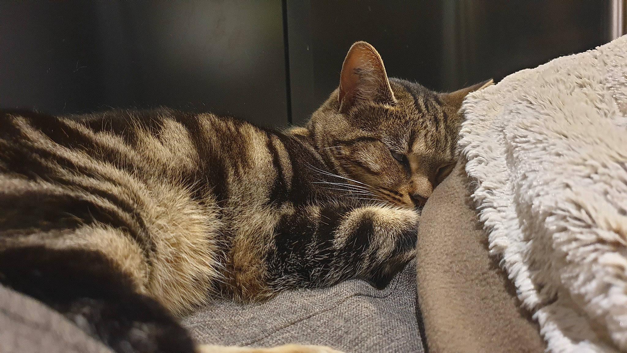 Nalha participe au concours pour gagner de l'argent avec cette photo : carnivore, cat, cat_bed, cat_supply, claw, comfort, domestic_short_haired_cat, felidae, fur, linens, nap, paw, sleep, small_to_medium_sized_cats, snout, tail, terrestrial_animal, tree, whiskers