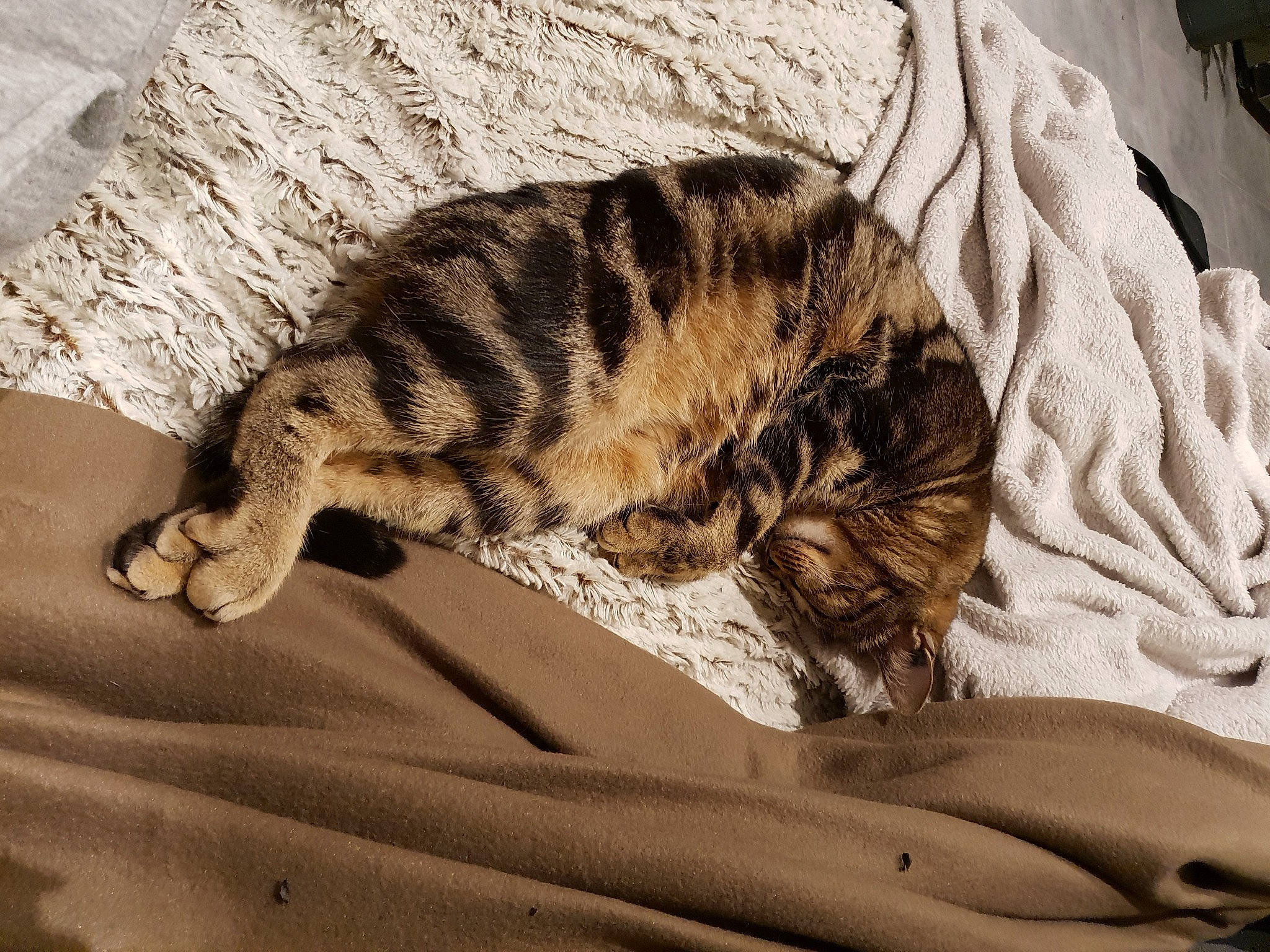 Nalha a rejoint le concours — aidez-le/la à gagner de superbes lots ! big_cats, canidae, carnivore, cat, claw, comfort, dog_breed, domestic_short_haired_cat, eye, fawn, felidae, grey, paw, small_to_medium_sized_cats, snout, sporting_group, tail, terrestrial_animal, whiskers, wood