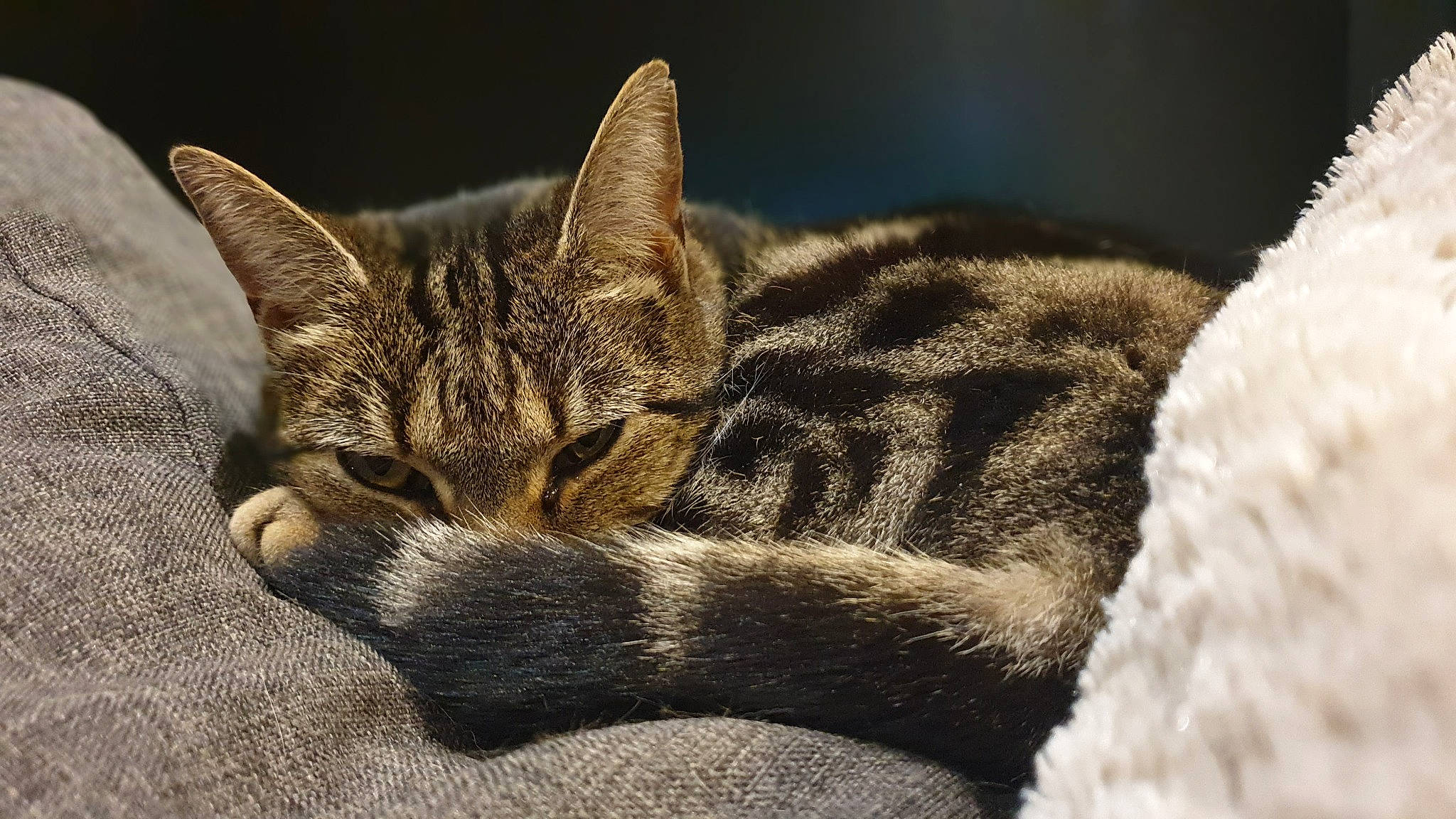 Nalha participe au concours pour gagner de l'argent avec cette photo : carnivore, cat, cat_supply, claw, close_up, domestic_short_haired_cat, felidae, fur, paw, sitting, small_to_medium_sized_cats, snout, tail, terrestrial_animal, tree, whiskers, wildlife