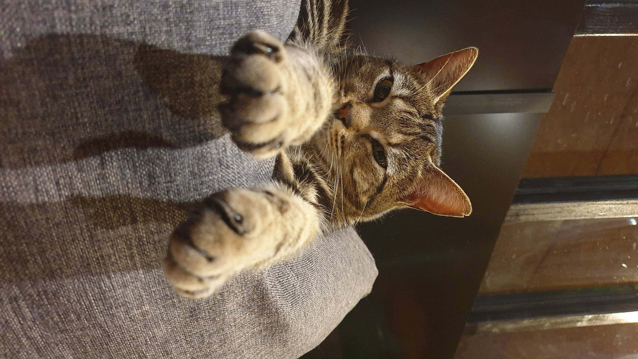 Nalha a rejoint le concours — aidez-le/la à gagner de superbes lots ! carnivore, cat, claw, comfort, domestic_short_haired_cat, ear, eye, felidae, foot, fur, gesture, paw, sitting, small_to_medium_sized_cats, snout, tail, whiskers, wildlife, window, wood