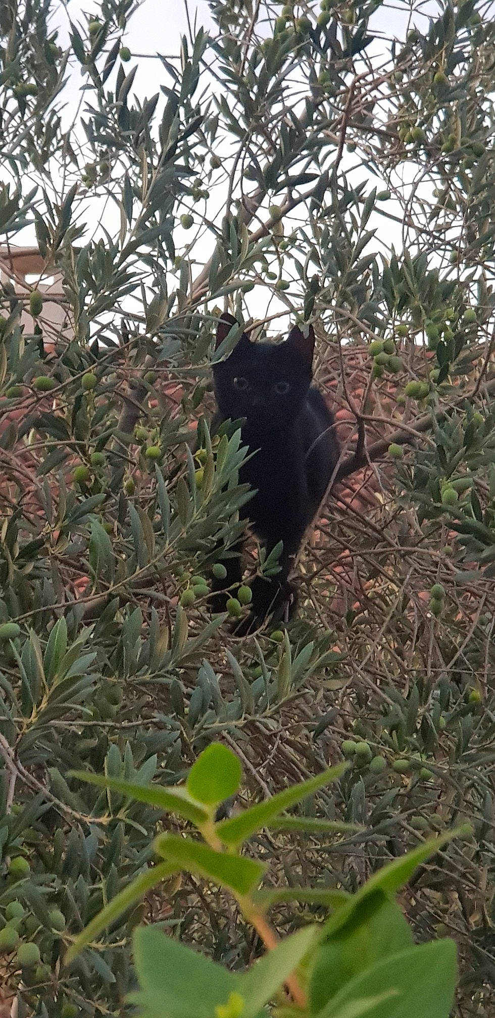 Nala participe au concours pour gagner de l'argent avec cette photo : black_cat, bombay, branch, carnivore, cat, dog_breed, felidae, flowering_plant, fur, grass, groundcover, plant, shrub, small_to_medium_sized_cats, tail, terrestrial_animal, terrestrial_plant, twig, whiskers, wildlife