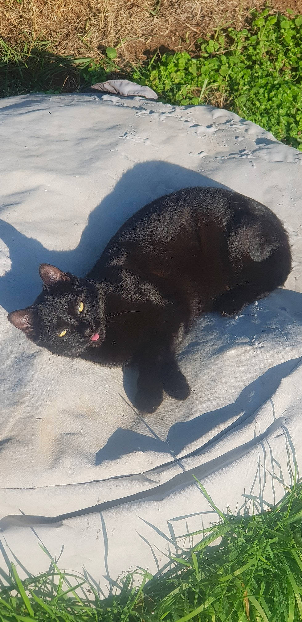 Nala participe au concours pour gagner de l'argent avec cette photo : black_cat, bombay, canidae, carnivore, cat, claw, dog_breed, domestic_short_haired_cat, felidae, fur, grass, mammal, plant, small_to_medium_sized_cats, snout, sporting_group, tail, terrestrial_animal, vertebrate, whiskers