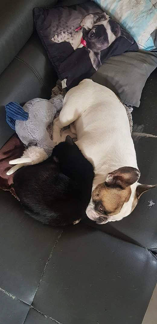 Nala a rejoint le concours — aidez-le/la à gagner de superbes lots ! canidae, carnivore, comfort, companion_dog, dog, dog_breed, fawn, fur, linens, nap, non_sporting_group, paw, puppy, sleep, snout, sporting_group, tail, toy_dog, whiskers, working_animal