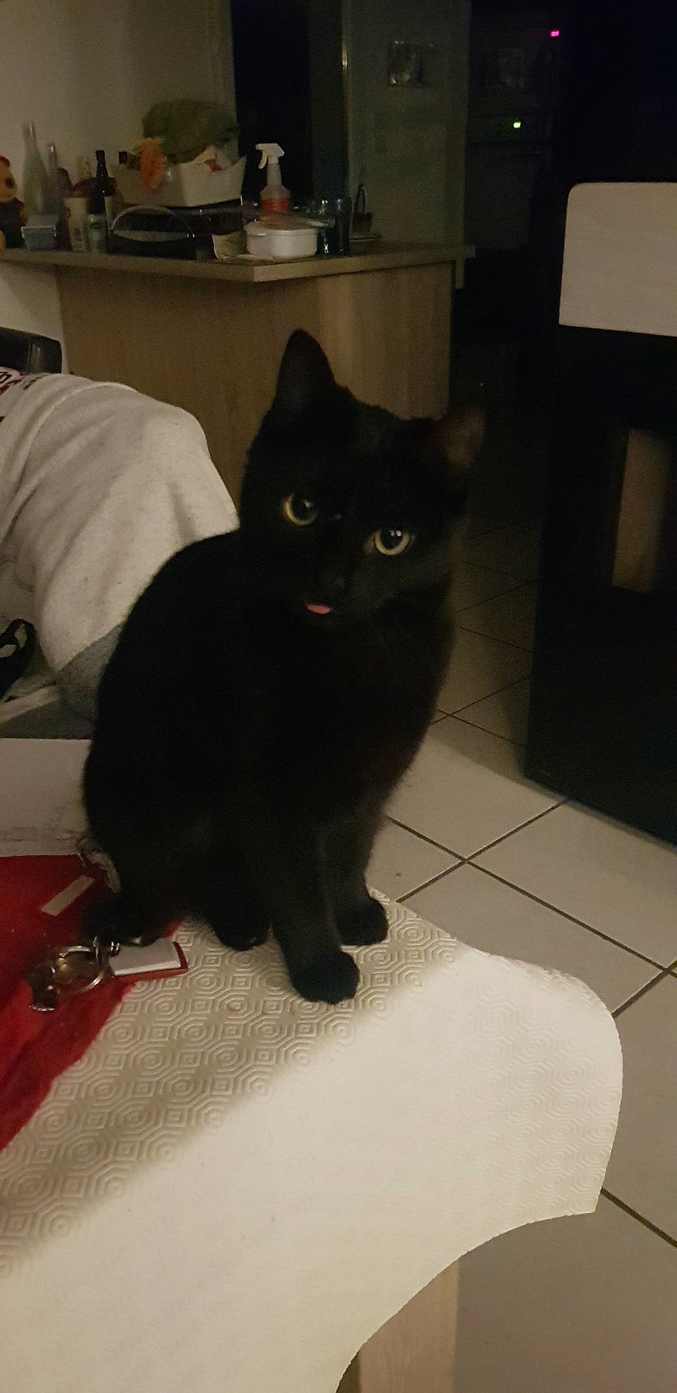 Nala participe au concours pour gagner de l'argent avec cette photo : black_cat, bombay, carnivore, cat, claw, comfort, domestic_short_haired_cat, felidae, flooring, fur, grey, havana_brown, paw, room, sitting, small_to_medium_sized_cats, snout, tail, terrestrial_animal, whiskers