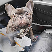 Tank is registered to the contest to win money with this photo: dog, french_bulldog, car_interior, leather_seat, collar, pet, animal, curious, wide_eyes, seat, towel, black_dog, front_seat, car_door, close_up, indoor, looking_up, paw, wrinkled_face, pet_accessory