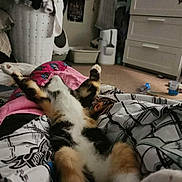 Doom joined the competition — help win amazing prizes! cat, indoor, relaxed, lying_down, blanket, patterned, laundry_basket, clutter, furniture, carpet, household_items, paw, stretching, calico_cat, cozy, bedroom, sleeping, resting, domestic_animal, pet
