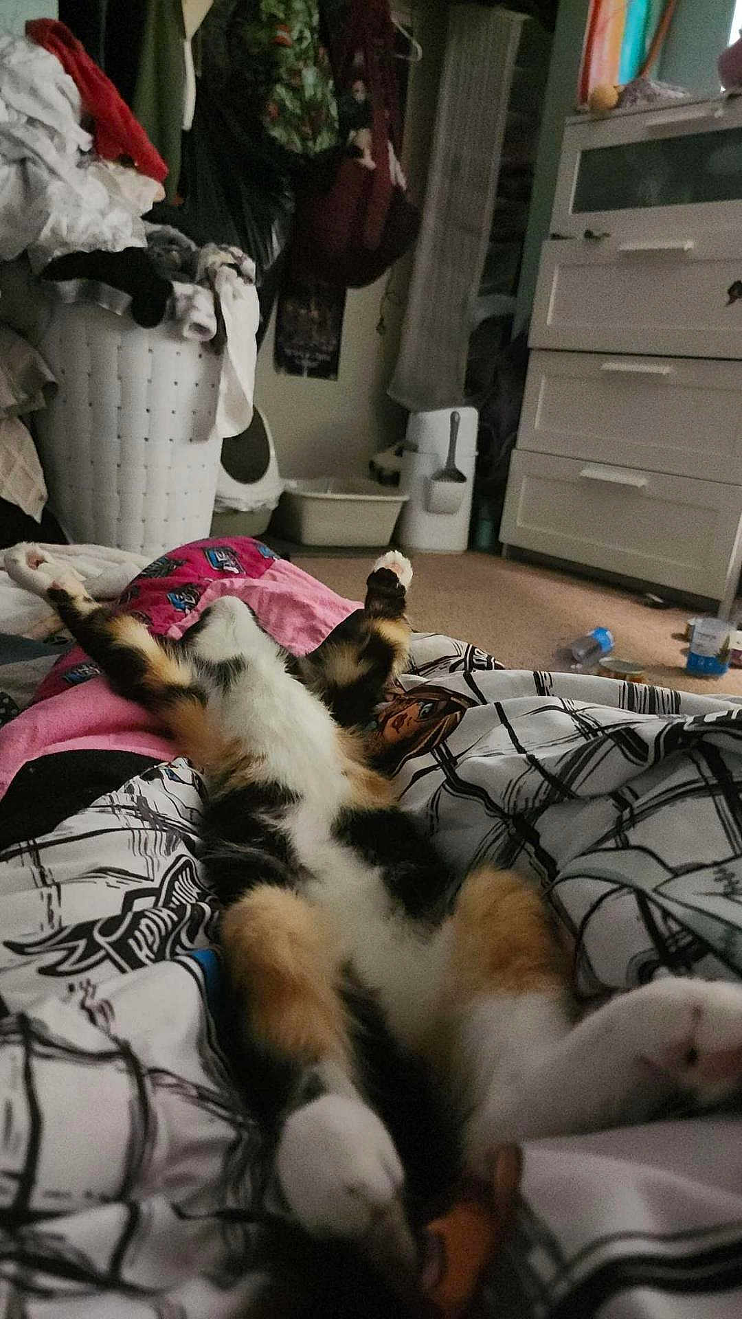 Doom joined the competition — help win amazing prizes! cat, indoor, relaxed, lying_down, blanket, patterned, laundry_basket, clutter, furniture, carpet, household_items, paw, stretching, calico_cat, cozy, bedroom, sleeping, resting, domestic_animal, pet