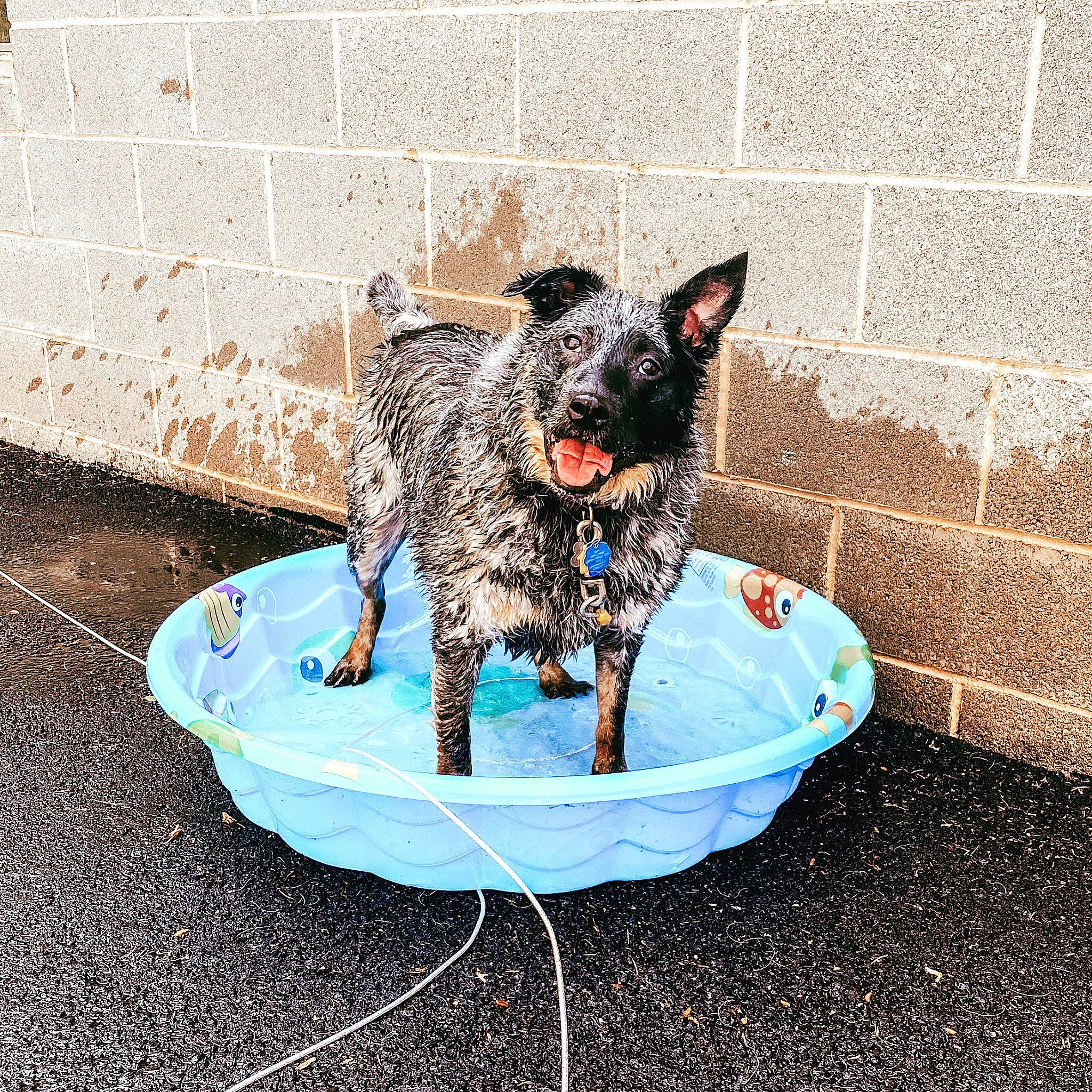 Grizzly joined the competition — help win amazing prizes! animal_feed, brick, canidae, carnivore, cat_supply, companion_dog, dog_breed, dog_food, dog_supply, electric_blue, felidae, mortar, pet_food, pet_supply, small_to_medium_sized_cats, sporting_group, tail, water