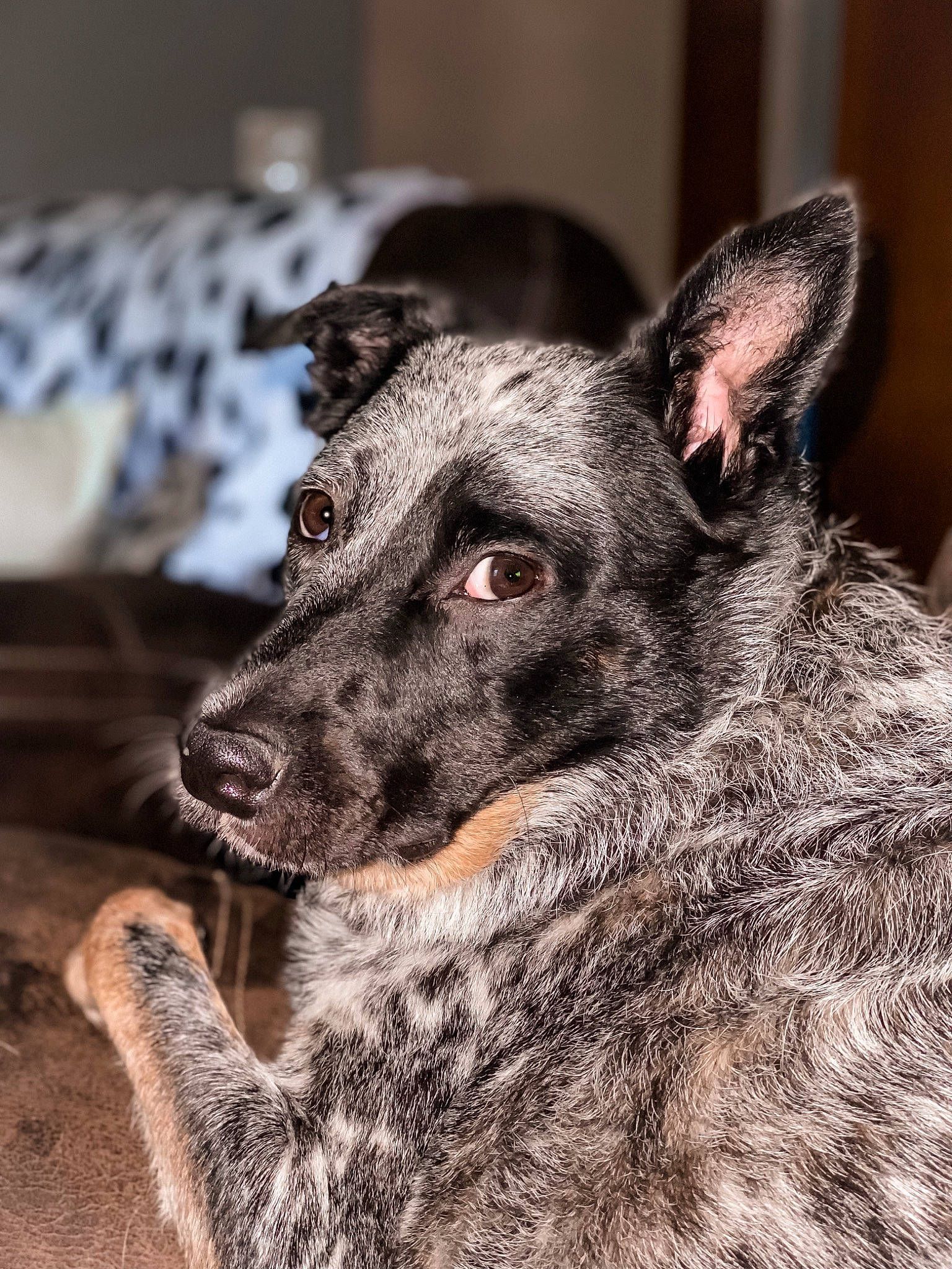 Grizzly is registered to the contest to win money with this photo: canidae, carnivore, companion_dog, dog, dog_breed, ear, eye, fawn, fur, head, monochrome, monochrome_photography, snout, sporting_group, terrestrial_animal, whiskers, wildlife, working_animal, working_dog