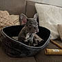 Tao a rejoint le concours — aidez-le/la à gagner de superbes lots ! alert, animal, black, brown, canine, couch, cozy, cute, dog, domestic, french_bulldog, furniture, indoor, pet_bed, pillows, puppy, resting, small, sofa, young_dog