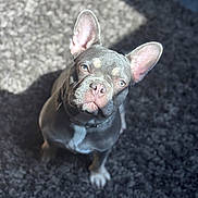 Tao participe au concours pour gagner de l'argent avec cette photo : animal, carpet, closeup, companion, cute, dog, domestic, ears, french_bulldog, friendly, gray, indoor, looking_up, pet, portrait, shadow, sitting, small_dog, sunlight, white_markings