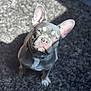 animal, carpet, closeup, companion, cute, dog, domestic, ears, french_bulldog, friendly, gray, indoor, looking_up, pet, portrait, shadow, sitting, small_dog, sunlight, white_markings