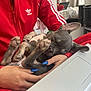 Tao a rejoint le concours — aidez-le/la à gagner de superbes lots ! adidas, bedroom, blue_nails, casual, comfort, cozy, dog, ears, fur, hand, indoor, laptop, nail_polish, person, pet, puppy, red_clothing, relaxed, sleeping, technology