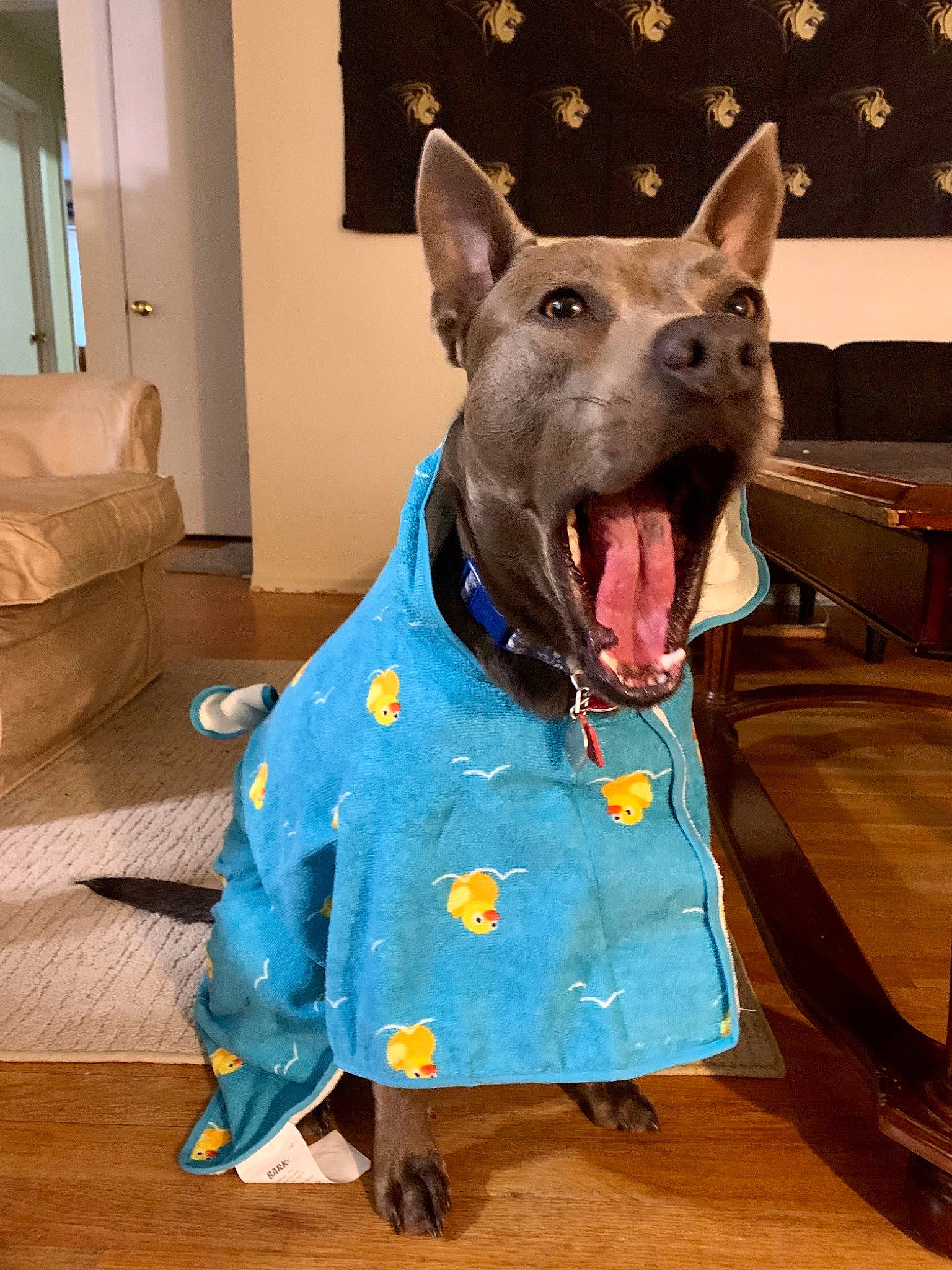 Ellie is registered to the contest to win money with this photo: canidae, carnivore, collar, companion_dog, cone, couch, dog, dog_breed, dog_supply, electric_blue, fashion_accessory, fawn, party_hat, party_supply, pet_supply, snout, sporting_group, vertebrate, window, working_animal