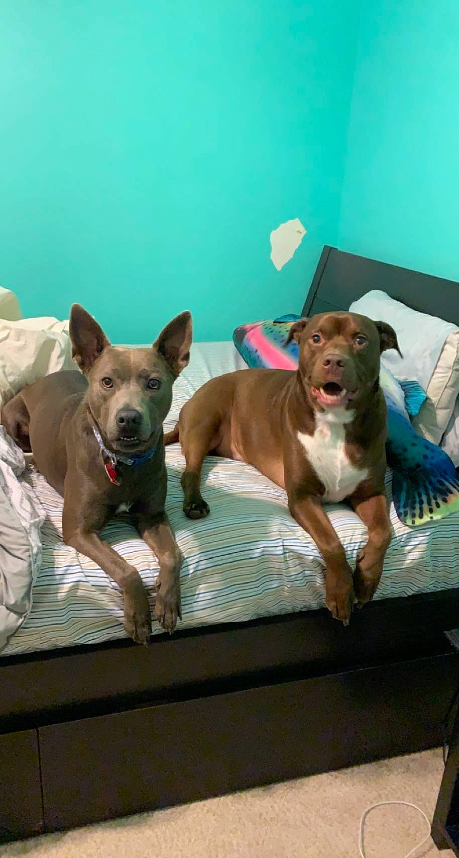 Ellie is registered to the contest to win money with this photo: ancient_dog_breeds, canidae, carnivore, companion_dog, dog, dog_breed, dog_supply, fawn, flooring, guard_dog, liver, non_sporting_group, pet_supply, sporting_group, window, working_animal, working_dog