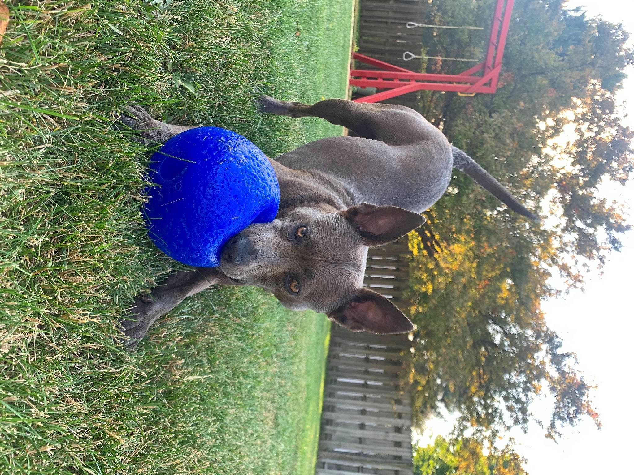 Ellie joined the competition — help win amazing prizes! botany, carnivore, dog, dog_breed, electric_blue, grass, groundcover, natural_material, plant, sky, sporting_group, tail, terrestrial_animal, tree, working_animal