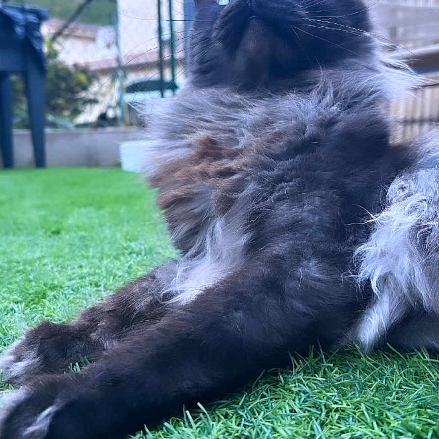 Olaf participe au concours pour gagner de l'argent avec cette photo : animal, architecture, backyard, blackcat, building, cat, field, grass, grassland, house, housing, lawn, manx, nature, outdoors, pet, plant, porch, shelter, yard