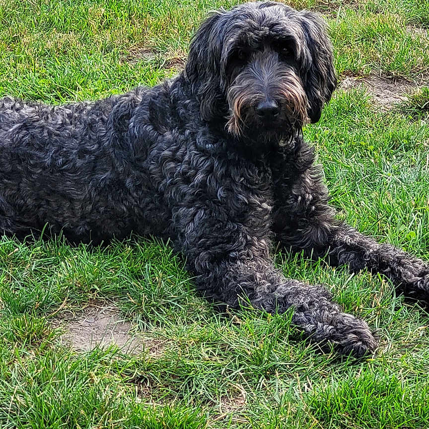 Rimini participe au concours pour gagner de l'argent avec cette photo : animal, black_dog, brindle, canine, companions, daylight, dog, fur, grass, lying_down, mammal, nature, outdoor, park, pet, playful, relaxed, summer, toy, white_dog